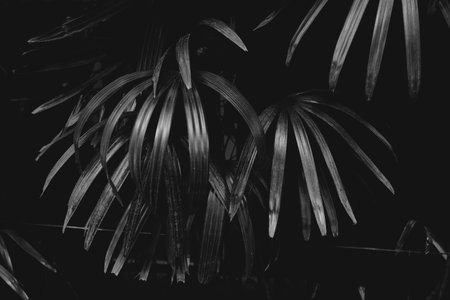 A closeup grayscale shot of tropical plantsの写真素材