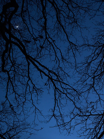 A low angle of a bare tree with birds resting on branches at nightの写真素材