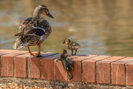 A pair of cute little ducklings climbing onto a brick surface in front of a lake with their mother at their sideの写真素材