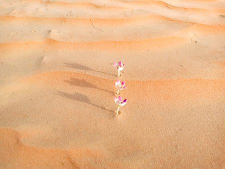 A beautiful shot of pin flowers in the desertの写真素材