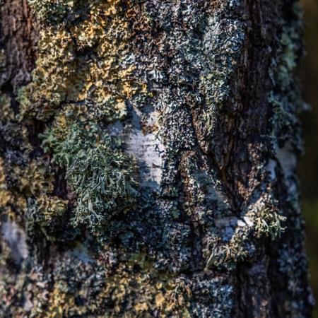 A vertical shot of tree trunk covered with mossの写真素材