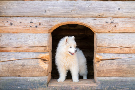 A white Samoyed husky puppy with a fluffy coatの写真素材