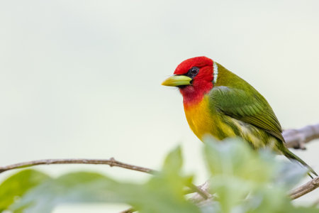 A closeup of a Red-headed barbet bird perched on a leafy plantの写真素材