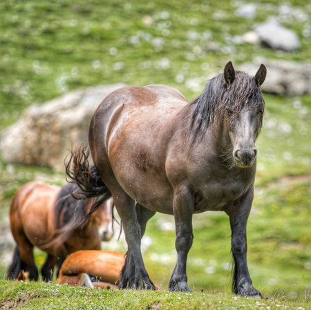 Two brown horses in a meadowの写真素材
