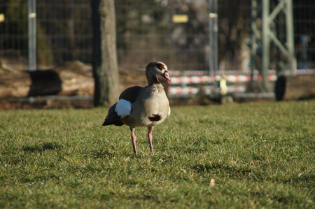 Egyptian geese are an invasive species in Frankfurt, Germany. They establish themselves in parks and gardens in urban areas.の写真素材