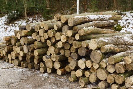 A stack of cut lumber in a forest