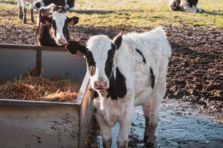 the cows standing in water and eating dry grass from a cattle feederの写真素材