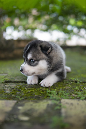 A vertical shot of a cute Siberian husky puppy lying on the mossy groundの写真素材