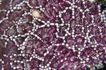 A close-up shot of the purple starfish in detail found on the coast of Oregon.