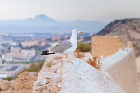 A closeup of a seagull perched on a wall under the sunlight with a town in the blurry backgroundの写真素材