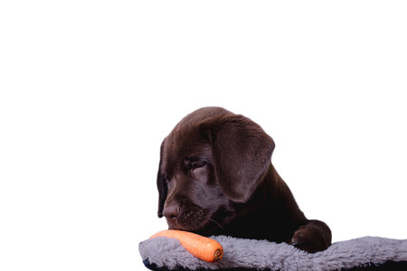 A cute brown Labrador puppy on a blanket isolated on a white backgroundの写真素材