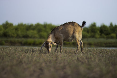 A selective focus shot of a goat in a field during daylightの写真素材