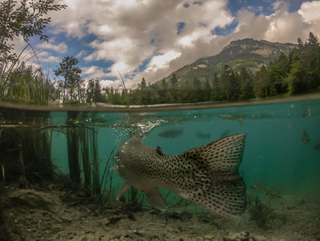 A scenic shot of a romantic forest lake Blausee in Switzerland with a trout wish in the waterの写真素材