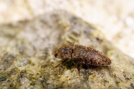 The Cook Strait click beetle (Amychus granulatus) on treeの写真素材