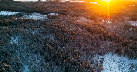 Sunset snowy forest, aerial drone v over sunlit snow covered trees, above nordic woodland, sunny, winter evening, in Scandinaviaの写真素材