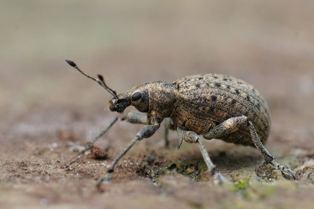 Closeup on a plant parasite weevil , Liophloeus tessulatus , the larvae of which live 2 years in the roots of various plants.の写真素材