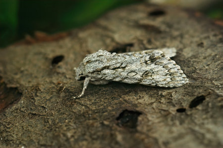 A selective focus shot of a sycamore moth on a rough wooden surfaceの写真素材