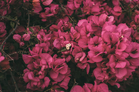 Bougainvillea flowers in bloom. Beautiful magenta flower as background. Springtime background for design.の写真素材