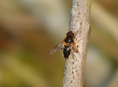 A macro shot of a cute bee climbing a branch with a blurred background of leaves in the woods