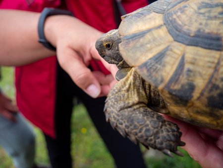A closeup shot of a hand touching an adorable turtle hold by a personの写真素材