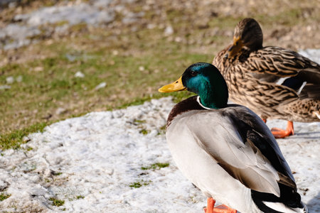 A selective focus shot of geese in a snowy fieldの写真素材