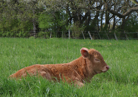 A brown Charolais cattle lying in the fieldの写真素材