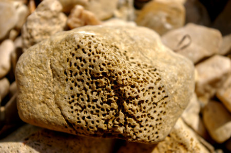A closeup of a fossil coral outdoorsの写真素材