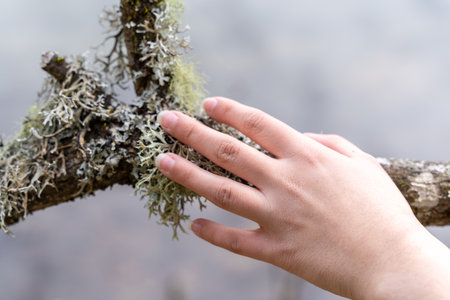 A closeup of a woman's hand touching moss on a tree branchの写真素材