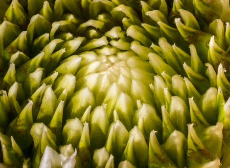 A closeup of the central part of a green-white bromeliad plantの写真素材
