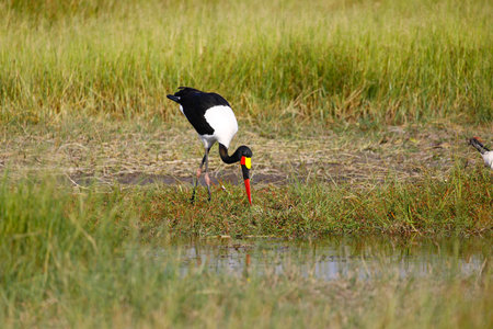A closeup of a colorful saddle-billed stork drinking from a savanna swampの写真素材