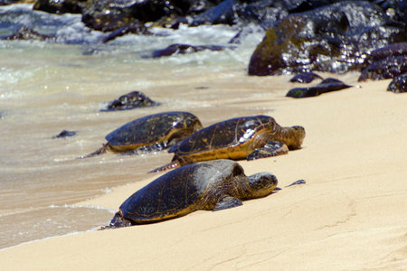 A selective focus shot of sea turtles on the sandy shoreの写真素材