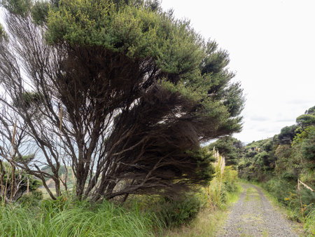 View of manuka tree at rural gravel roadの写真素材