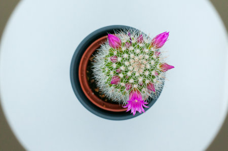 A  top-view closeup of a flowering cactus in a blue flowerpot at the midpoint of a white backgroundの写真素材