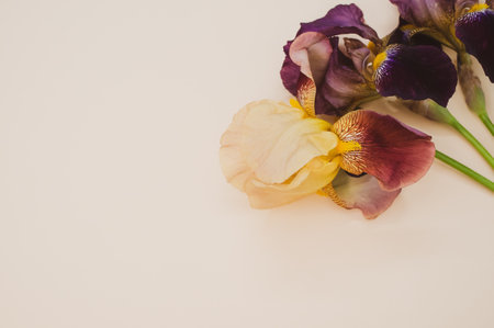 A closeup shot of purple iris flowers on a beige backgroundの写真素材