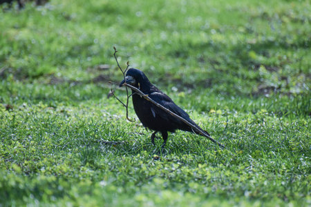 A closeup of crow biting twig perched on green
