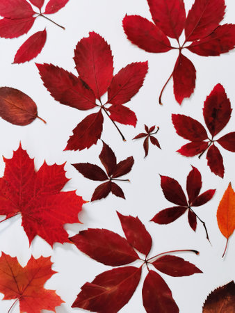 A vertical shot of colorful pressed leaves on a white background