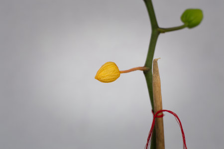 A selective focus shot of orchid sprouts and the trunk being knotted to a stickの写真素材