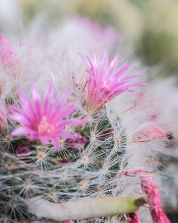A closeup shot of a sharp cactus with floweringsの写真素材