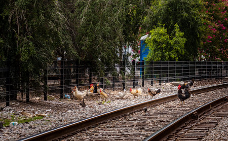 A shot of a group of chickens walking on the train railroad with little stones and trees around in...