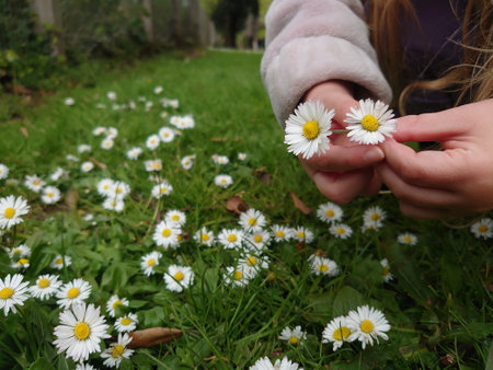 A young girl picking daisy flowers in a gardenの写真素材