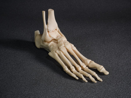 A high angle shot of skeleton bones on a gray surfaceの写真素材