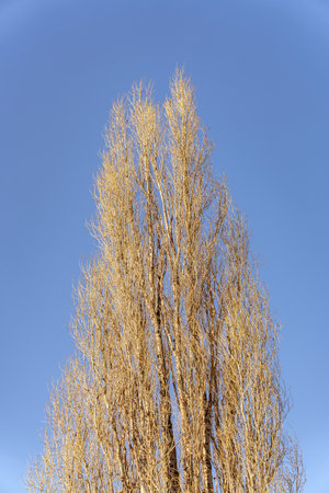 A low angle view of the dried branches of the tree during the fall season under a clear blue skyの写真素材