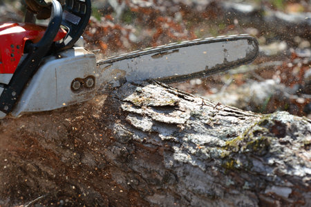 Chainsaw cutting a down tree. Great photo for clean up of storm damage or could advertise tree removal service.の写真素材