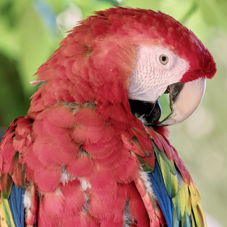 A closeup shot of an ara macaw parrot with blurred background
