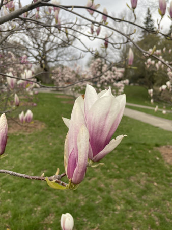A vertical shot of magnolias in High Park - recreational and natural park in Toronto, Canadaの写真素材