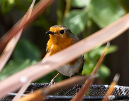 A closeup shot of a robin bird near plants