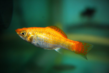 A closeup of common molly fish floating underwaterの写真素材