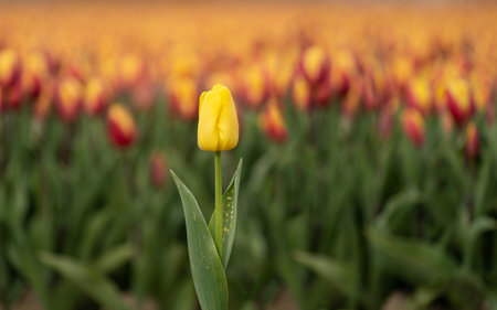 Isolated yellow tulip on a blurred colored backgroundの写真素材