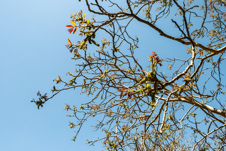 A natural view of leaves on tree branches bloom in early spring  against clear sky