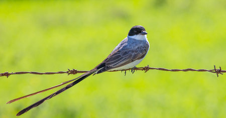 A small colorful Fork-tailed Flycatcher perched on a barbed wire on the blurred green backgroundの写真素材